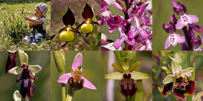 Orchideen in Bayerns Landschaft